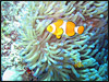 Resized thumbnail